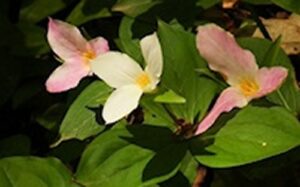 Picture3 standard scale 2 00x