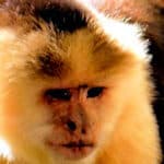 monkey