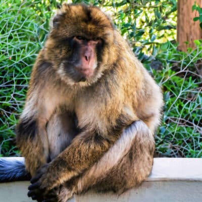 monkey